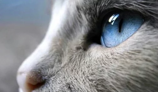 以下哪种动物的瞳孔是长方形的_7月14日每日一题答案